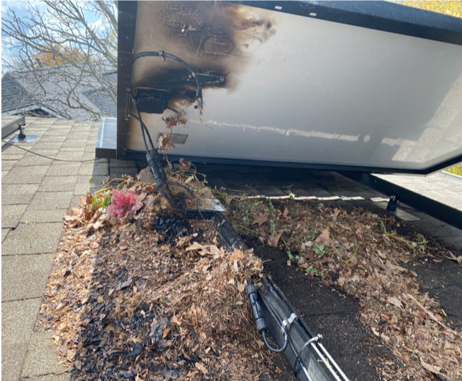 Alex and Mario - Your Wildlife Protection Team